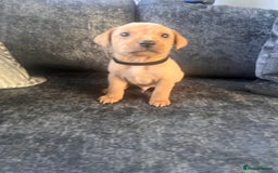 Labrador Retriever dogs for sale: Beautiful Labrador retrievers puppies  in Manchester - Image 2