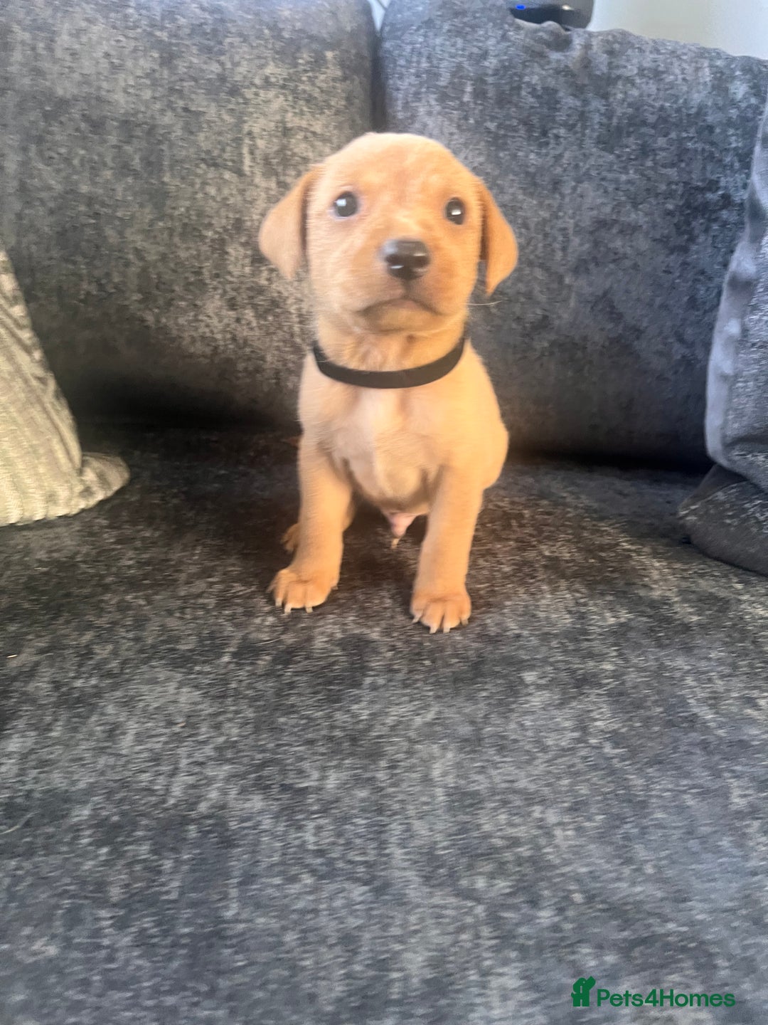 Labrador Retriever dogs for sale: Beautiful Labrador retrievers puppies  in Manchester - Image 2