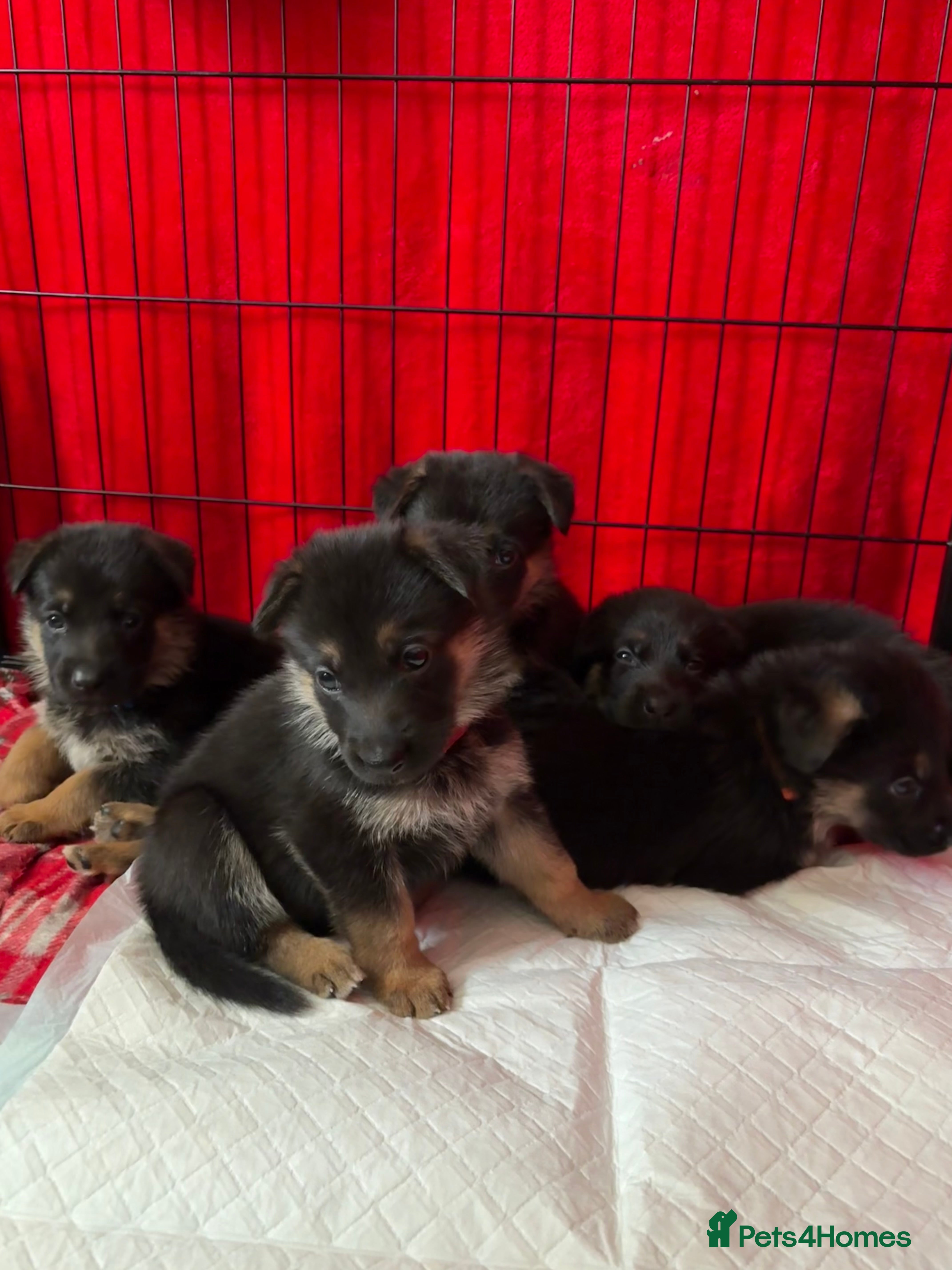 Mixed Breed dogs Belgian malinois x German Shepherd puppies  - Advert 2