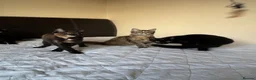 Mixed Breed cats for sale: 4 adorable kittens for sale - Advert 4