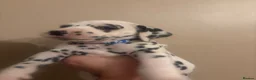 Dalmatian dogs for sale: Dalmatian puppies  in Cheadle - Advert 25