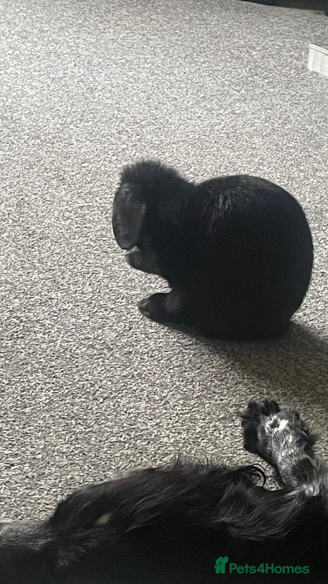 Mini Lop rabbits for sale: Rescued rabbit  in Hungerford - Advert 2