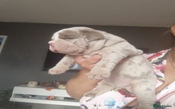 Olde English Bulldogge dogs for sale: Beautiful olde English bulldogs 🩷 - Image 6