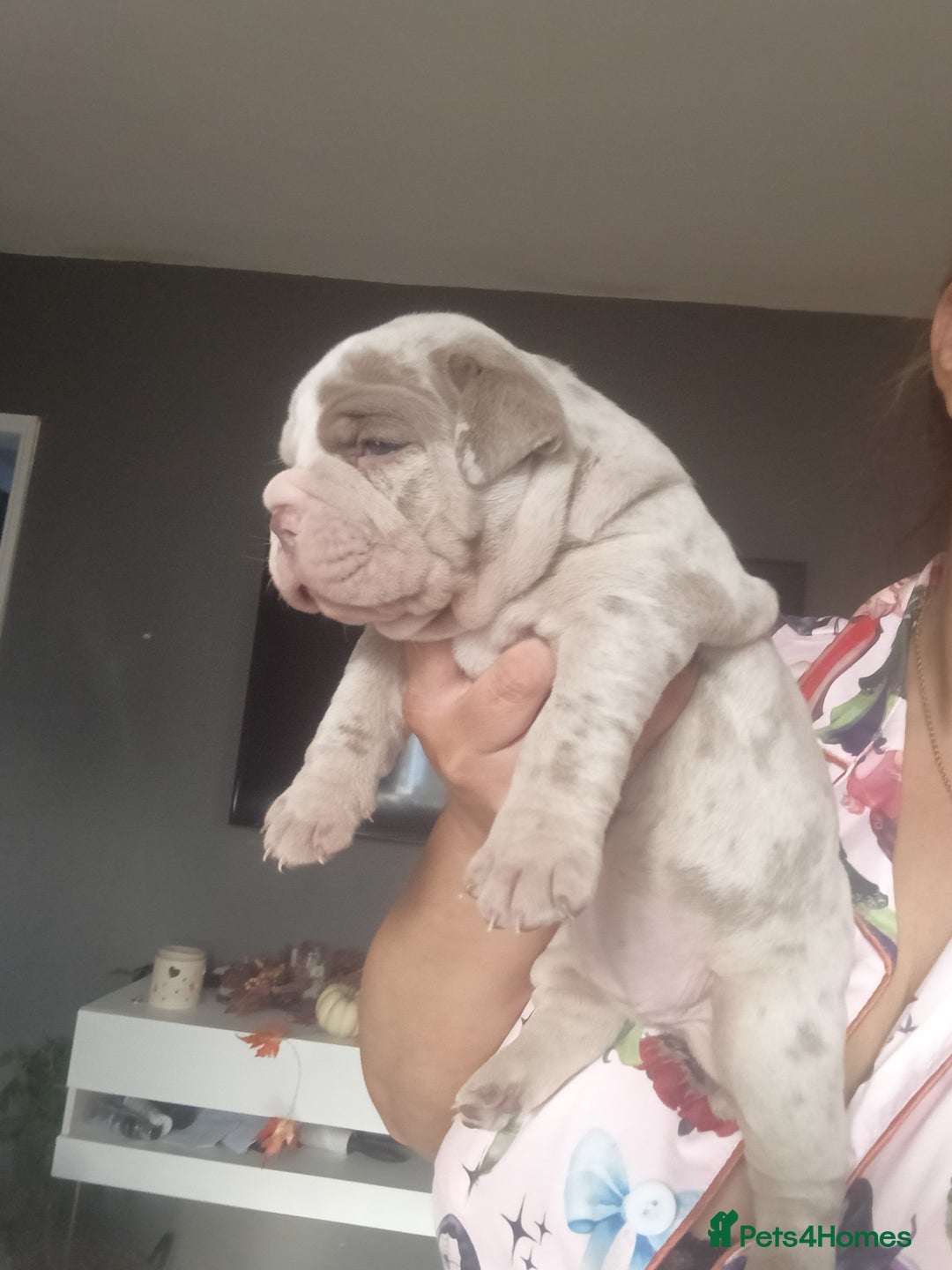 Olde English Bulldogge dogs for sale: Beautiful olde English bulldogs 🩷 - Image 6