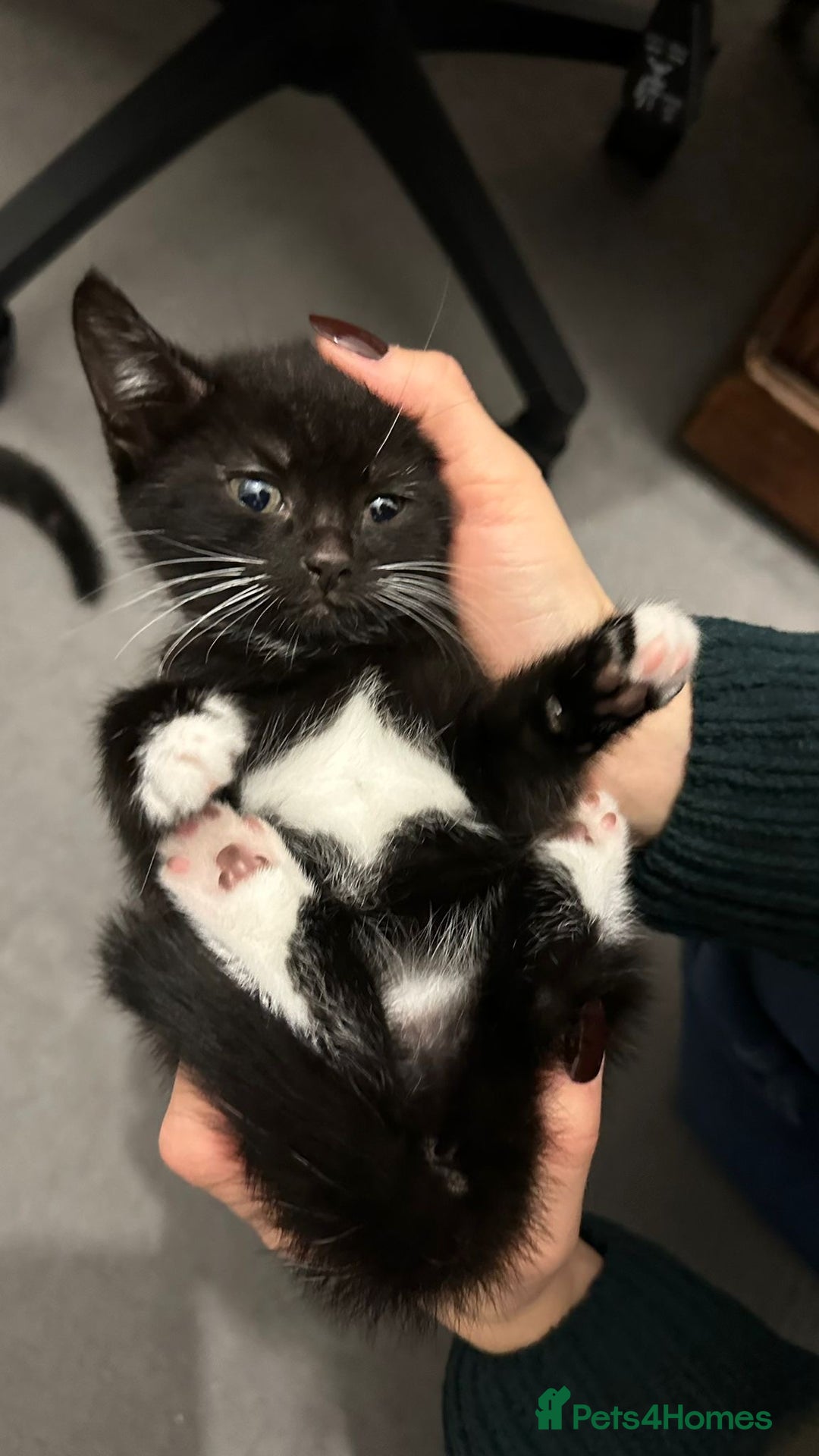 American Shorthair cats for sale: Playful Kittens Looking for Forever Homes - Image 11