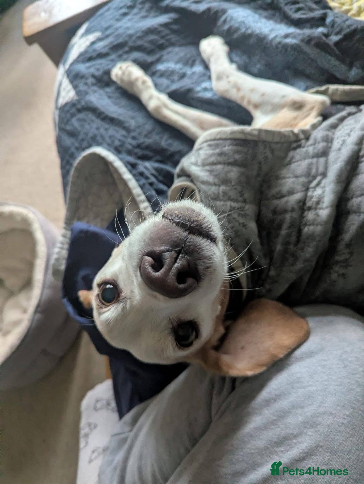 Mixed Breed dogs Senior Basil is looking for his retirement home!  - Advert 1