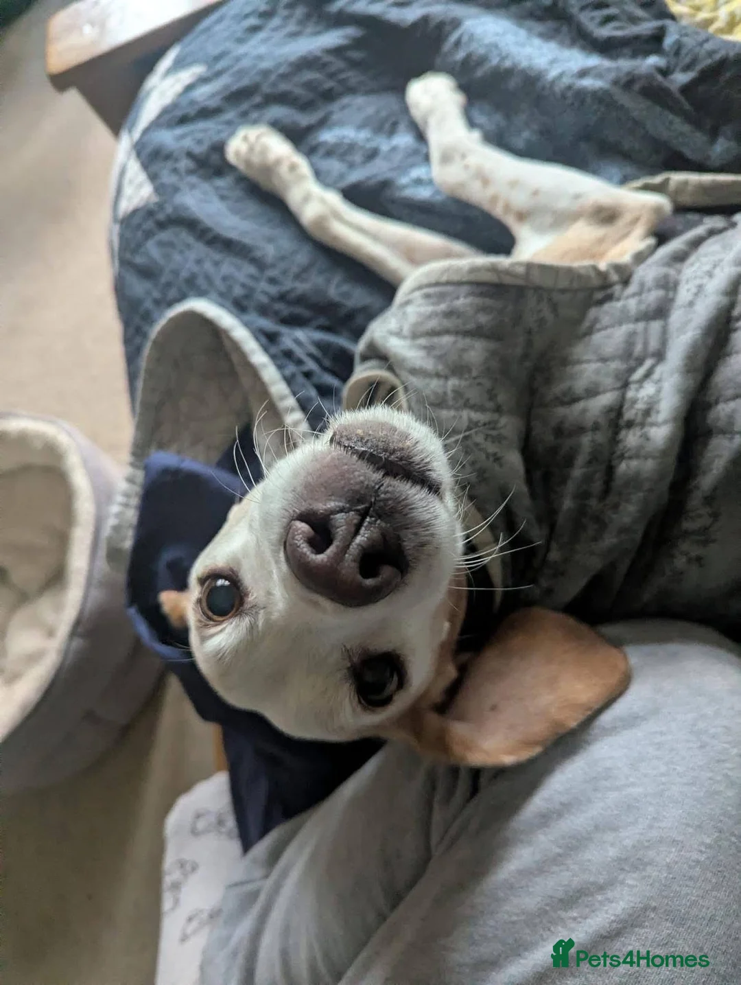 Mixed Breed dogs for adoption: Senior Basil is looking for his retirement home!  in Bedford - Advert 1