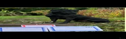 Labrador Retriever dogs for sale: Two KC registered beautiful pups, ready to go!  - Advert 5