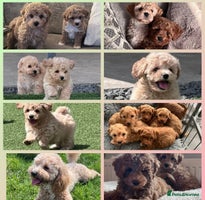 Poochon dogs Beautiful Poochon Puppies - Advert 8