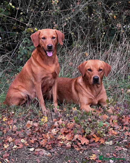 Labrador Retriever dogs **Fox Red Labrador for Stud** - Advert 5