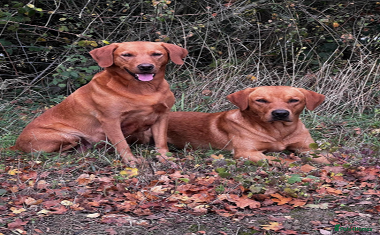 Labrador Retriever dogs - Advert 1