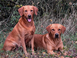 Labrador Retriever dogs **Fox Red Labrador for Stud** - Advert 19