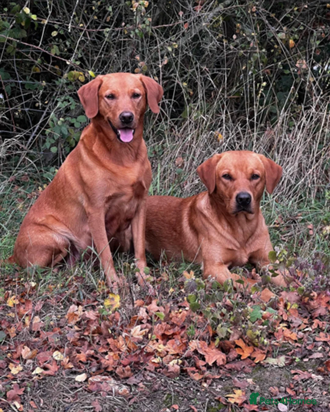 Labrador Retriever dogs for stud: **Fox Red Labrador for Stud** - Advert 1