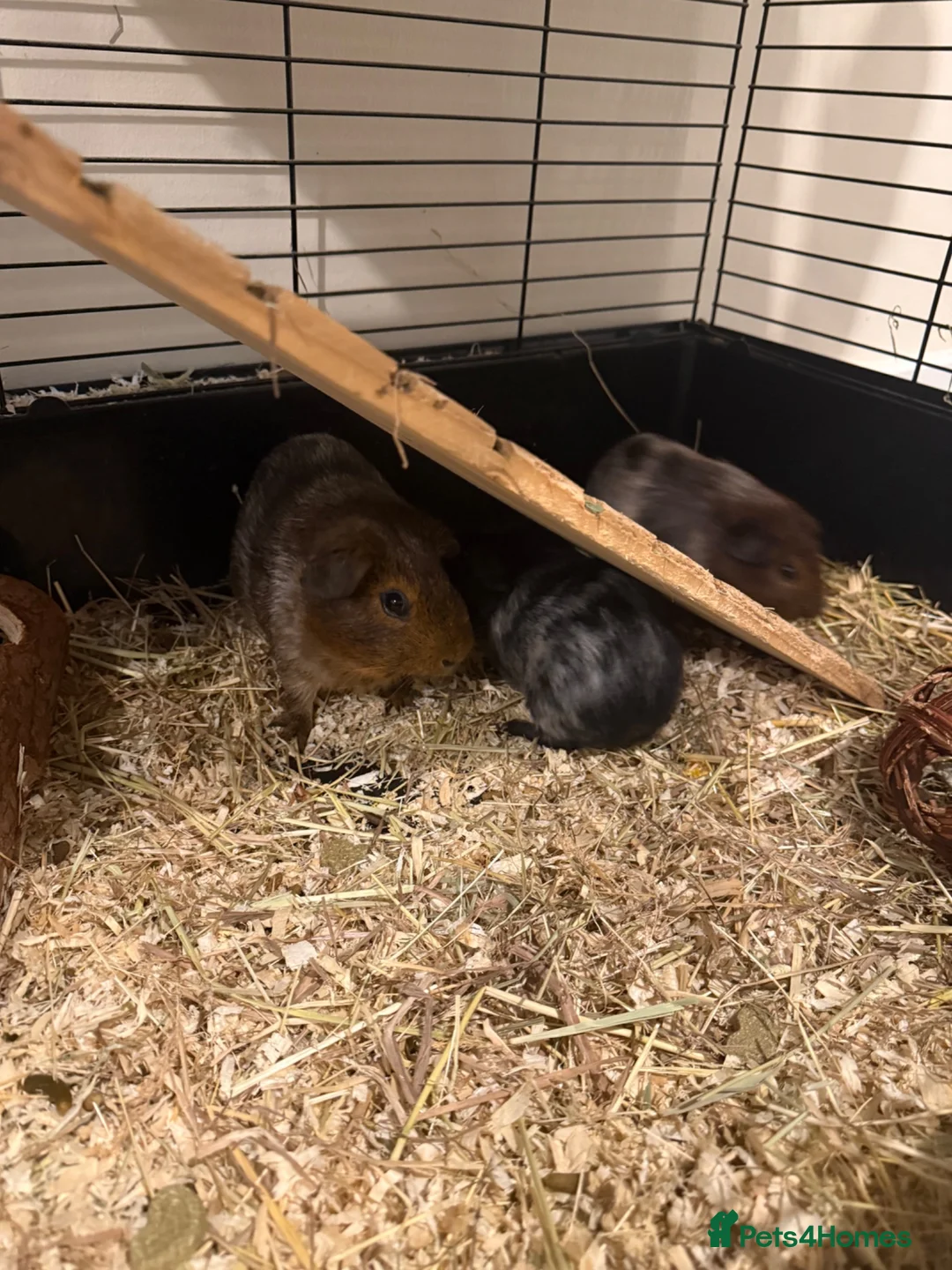 Guinea Pig rodents for sale: 4 x Guinea Pigs & Cage - Advert 9