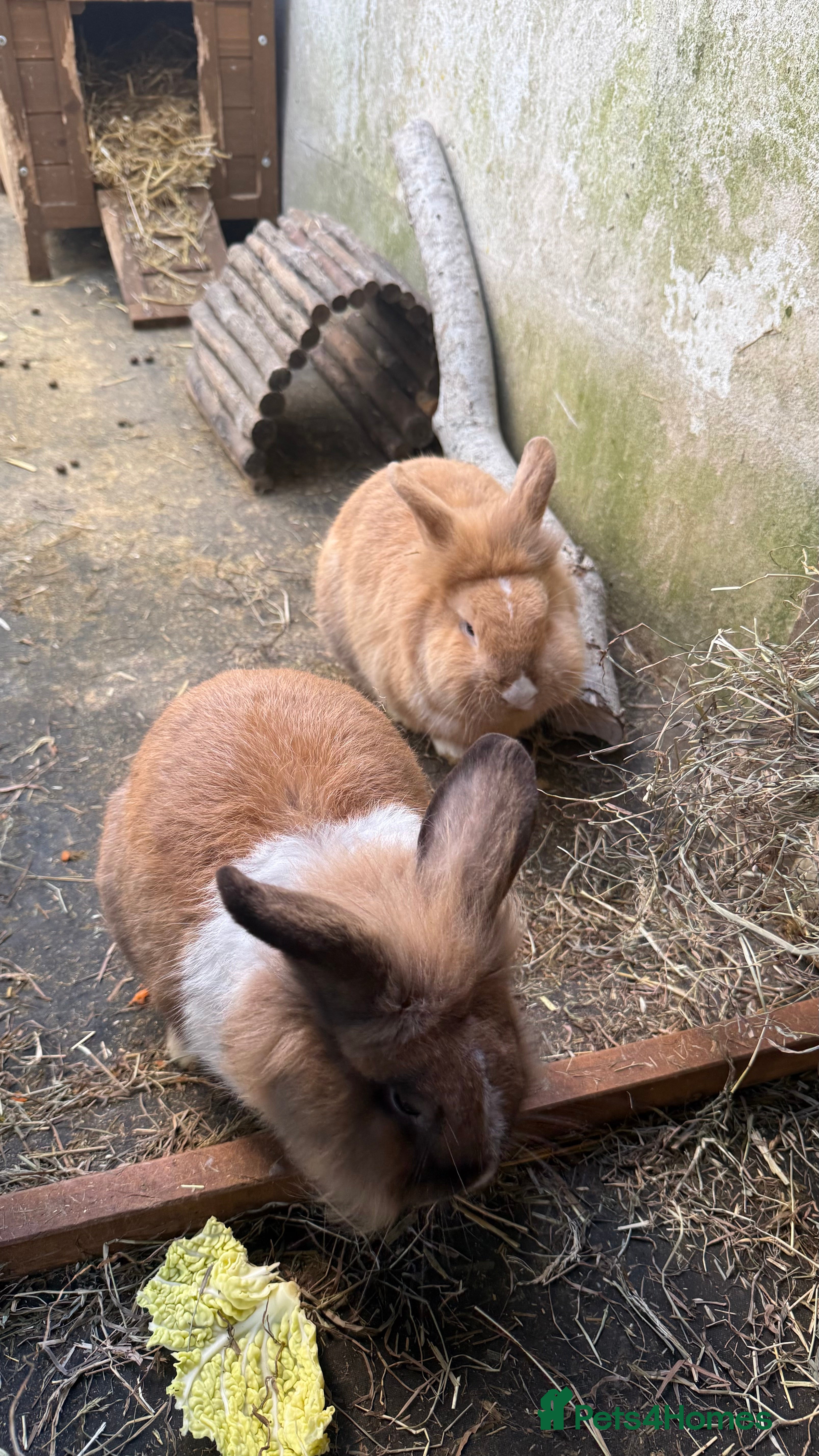Mini Lion Lop rabbits 2 lion lop brothers to a good home - Advert 3