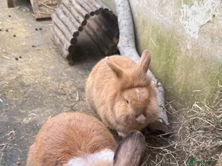 Mini Lion Lop rabbits 2 lion lop brothers to a good home - Advert 2