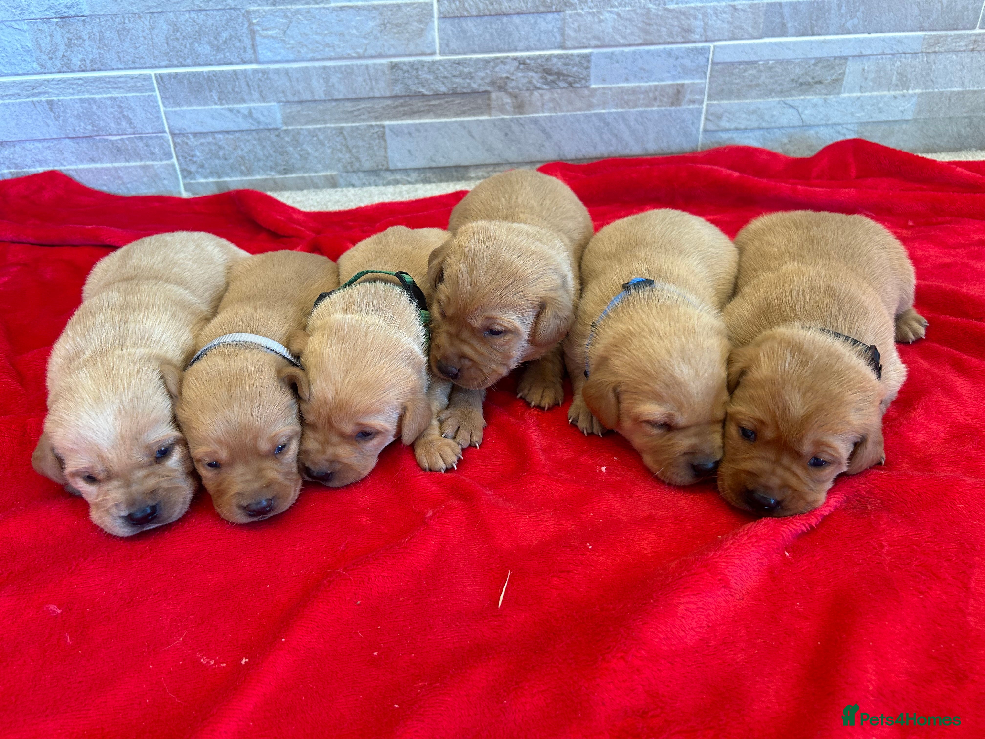 Labrador Retriever dogs Fox red Labrador puppies - Advert 1