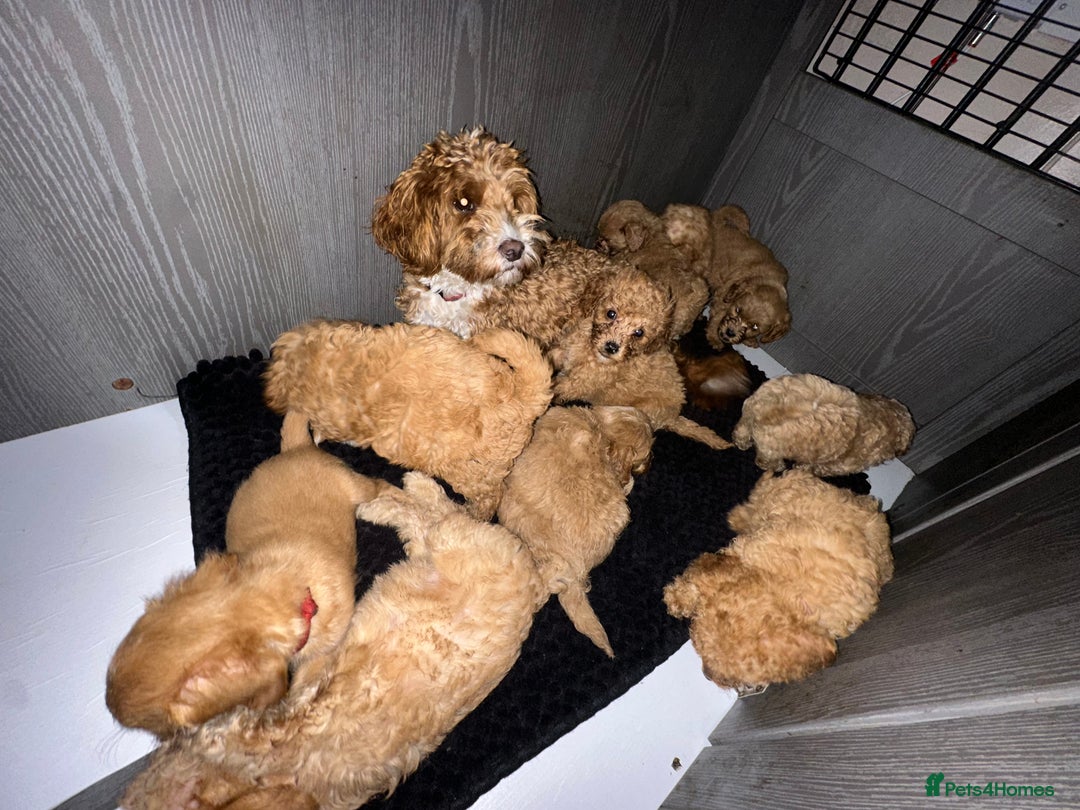Cockapoo dogs for sale: Miniature cockapoo puppies - Image 11