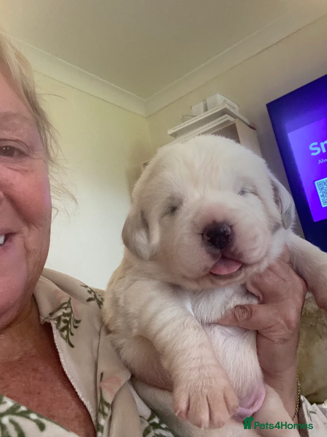 Central Asian Shepherd dogs for sale: Central Asian bitch  in Brynteg - Advert 9