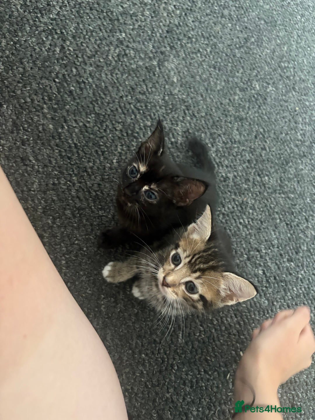 Mixed Breed cats for sale: 3 kittens available  - Image 3
