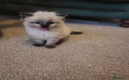 Ragdoll cats for sale: 1xmale 1xfemale ragdoll - Advert 5