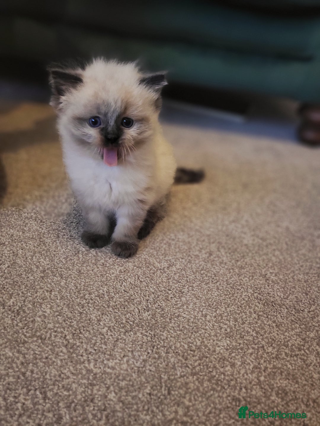 Ragdoll cats for sale: 1xmale 1xfemale ragdoll - Advert 5