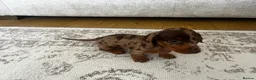Miniature Dachshund dogs for sale: Miniature smooth haired Dachshund  in Tredegar - Advert 30