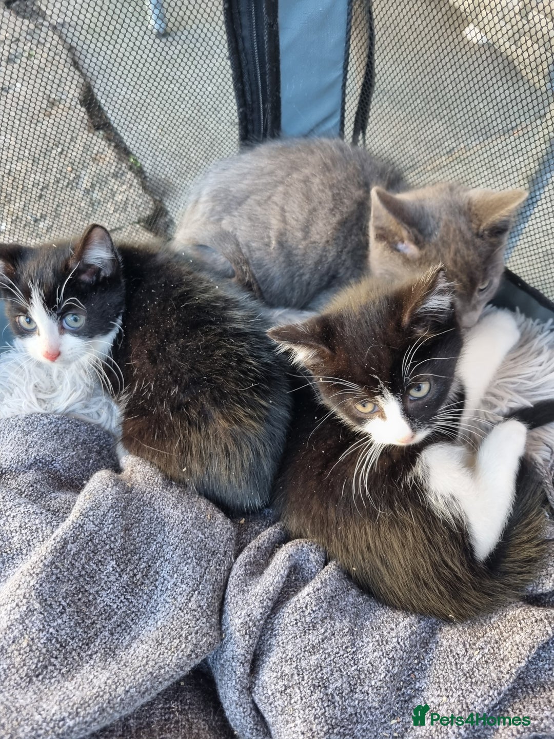 Mixed Breed cats for sale: 3 little kittens for sale - Advert 5