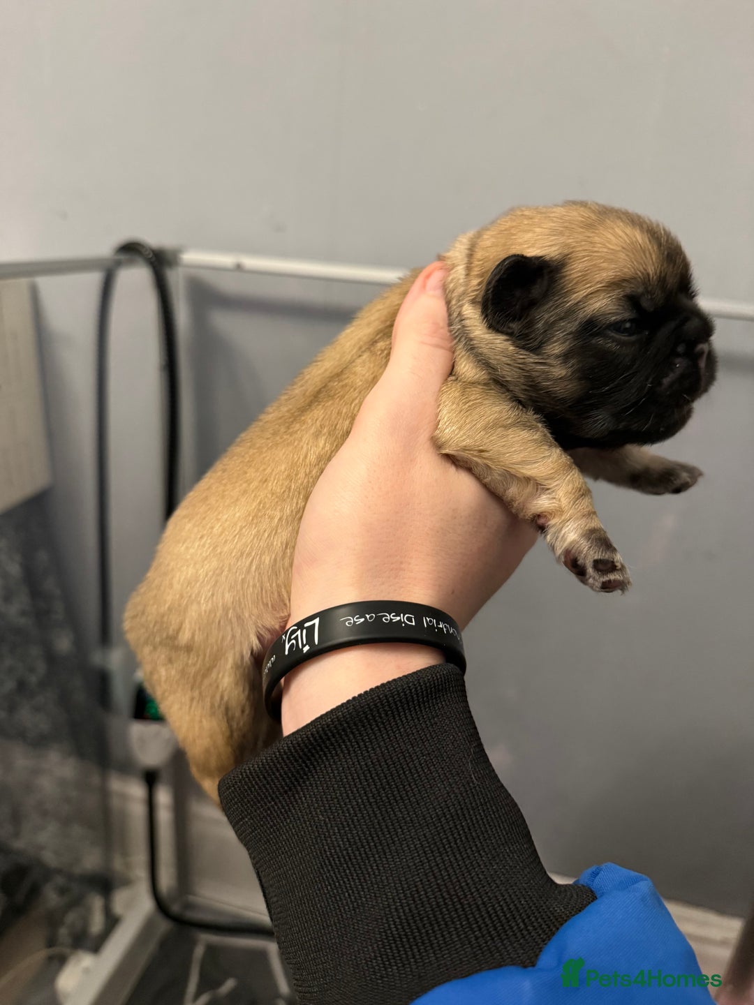 French Bulldog dogs for sale: Visual Fluffy French Bulldog Puppys - Advert 4