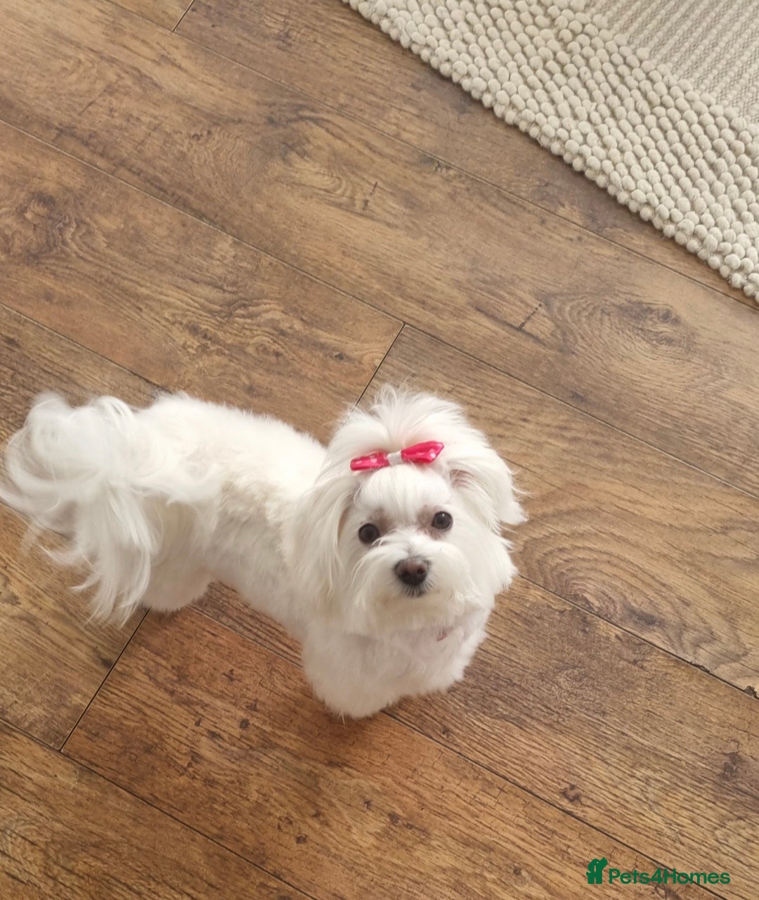 Maltese dogs for sale: Maltese Girls - Image 9