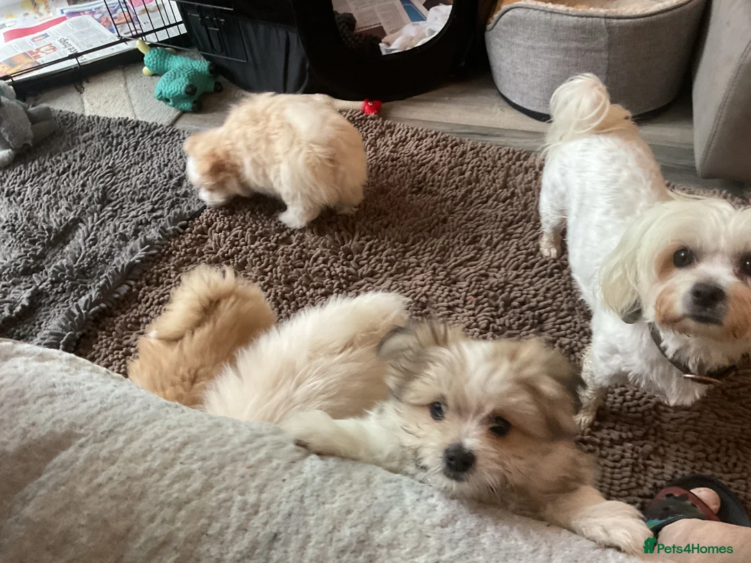 Mixed Breed dogs for sale: Malti-Pom Puppies - £1200 - 3 Left - Advert 20