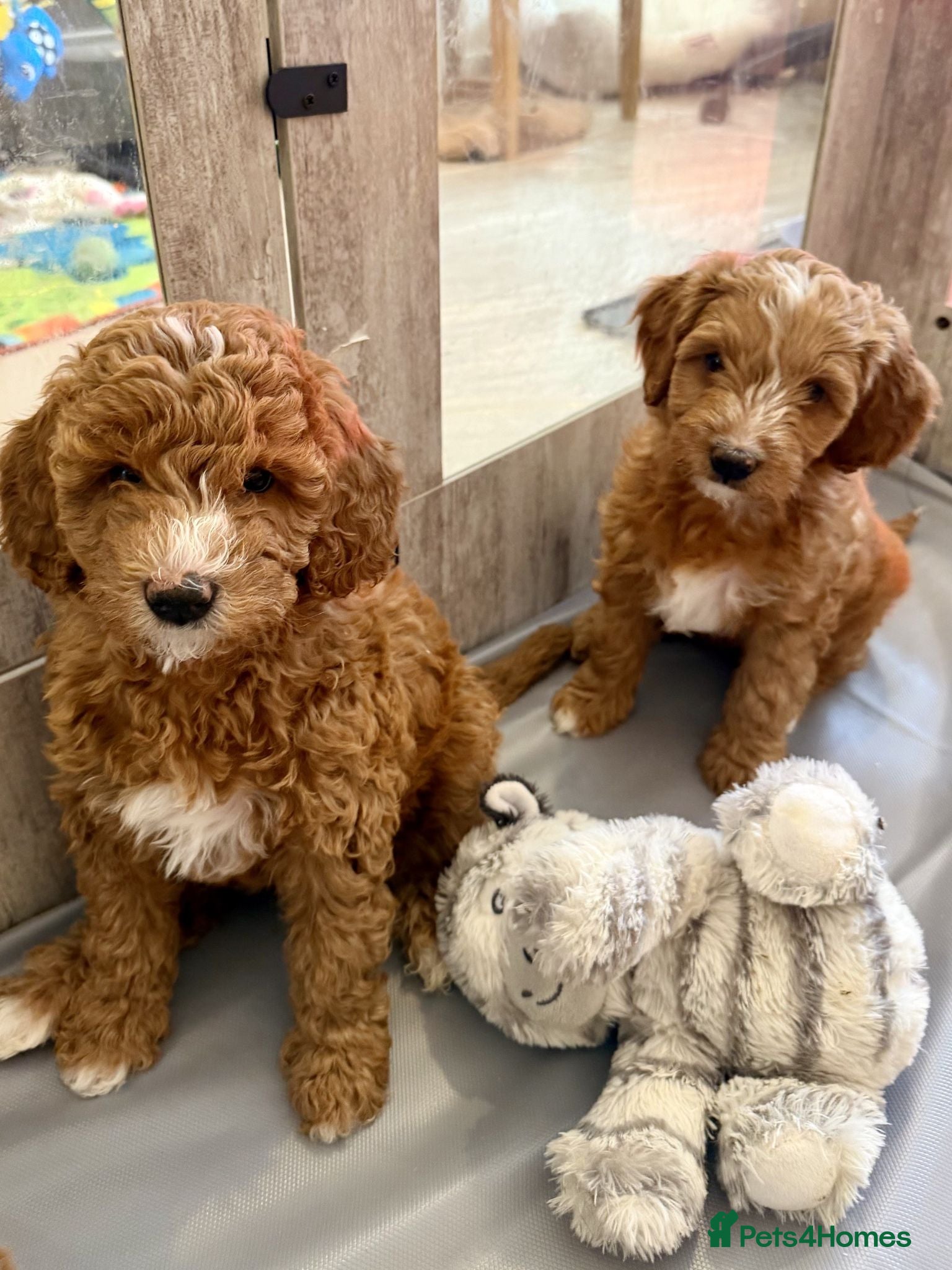 Australian Labradoodle dogs Stunning Red Australian Labradoodle Multigen Pups - Advert 1