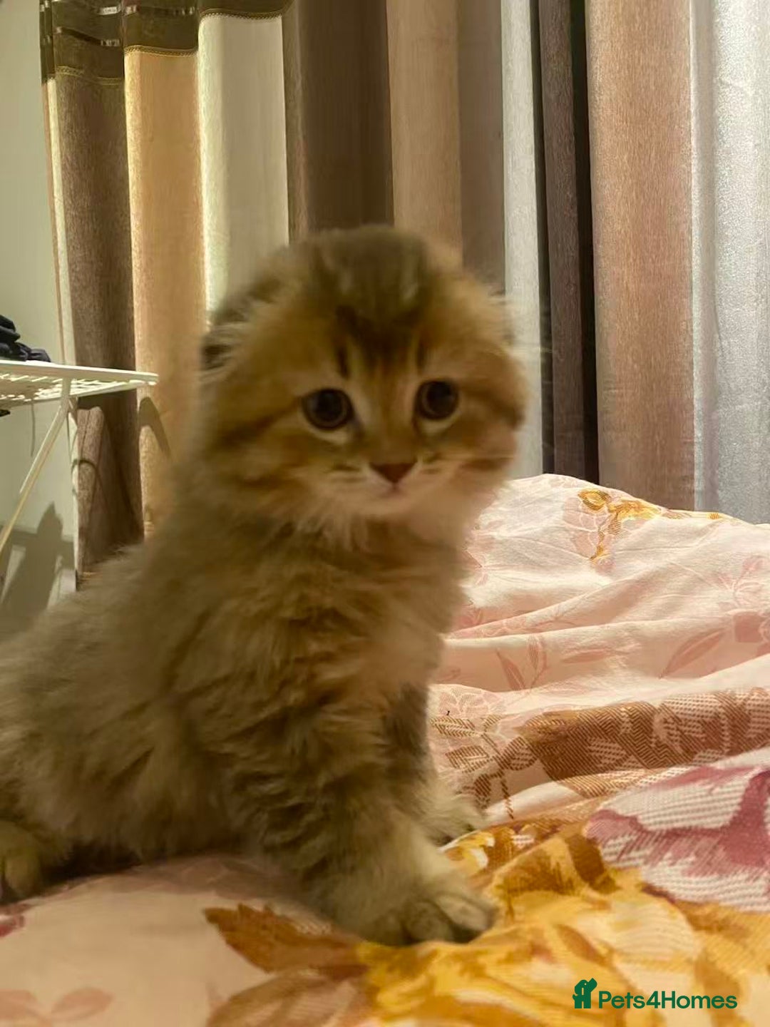 Scottish Fold cats for sale: Stunning Scottish fold kittens are ready - Advert 2