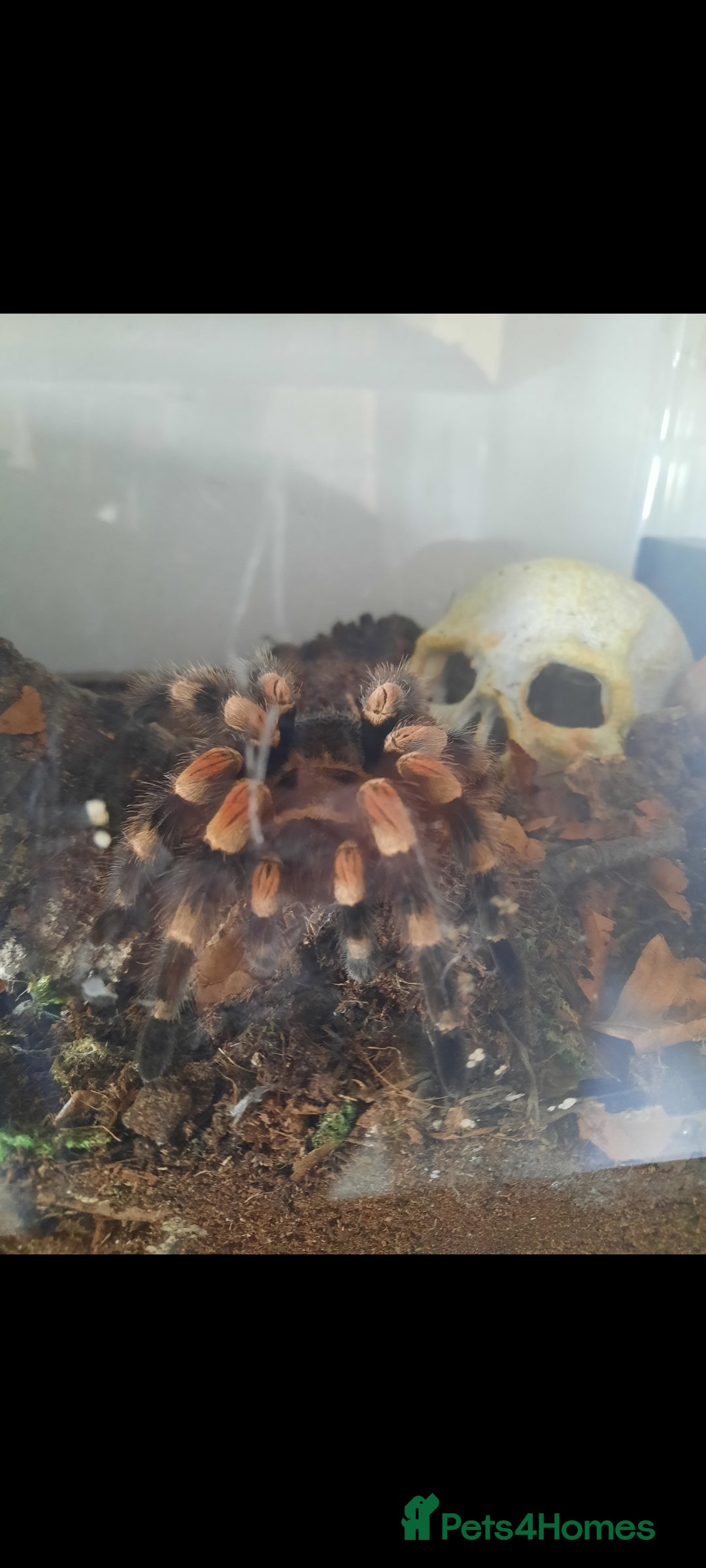 Tarantulas invertebrates for sale: Mexican Red Knee - Image 4