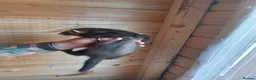 Ferret rodents for sale: Rescue Kits for sale - Advert 20