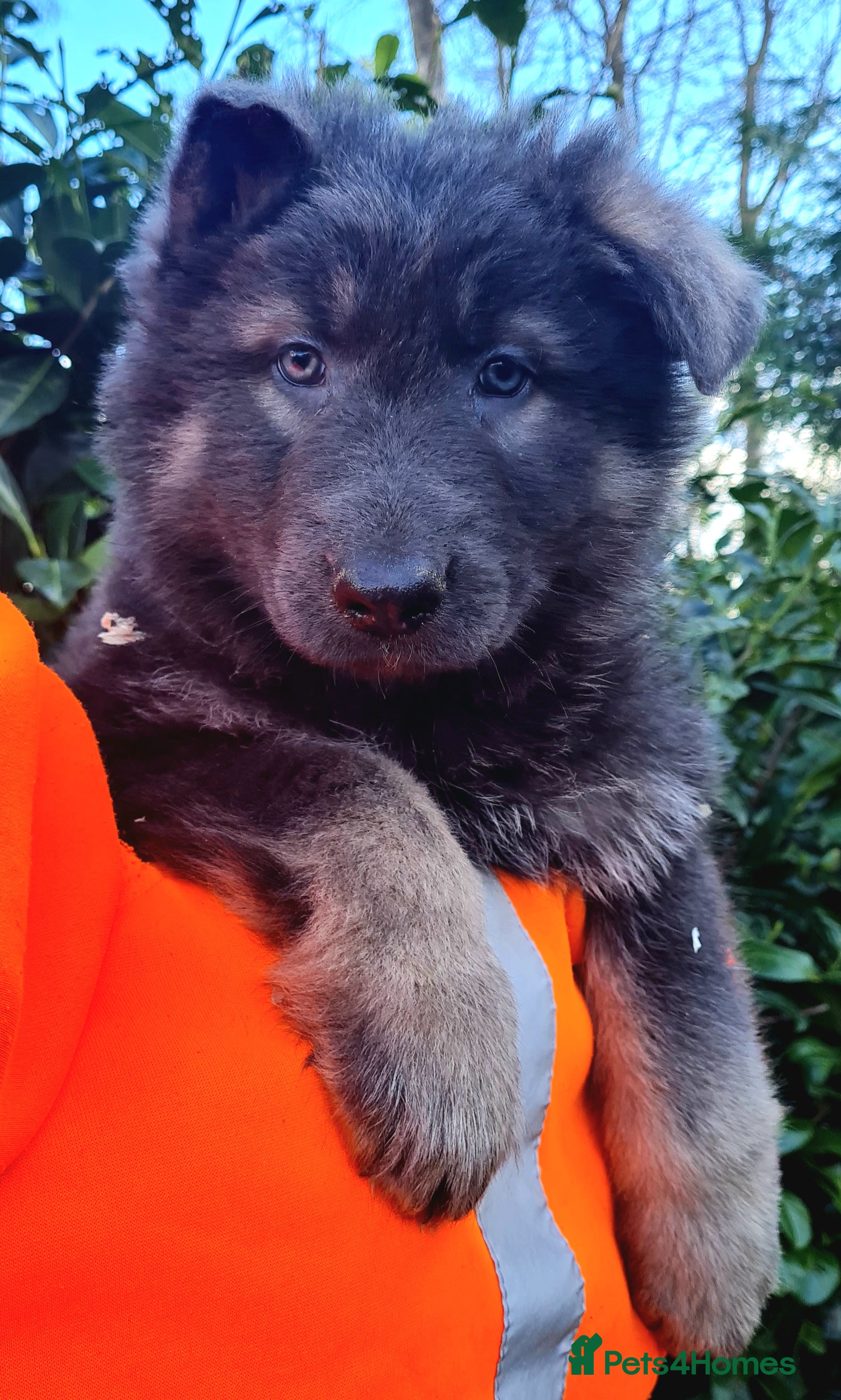 German Shepherd dogs LAST BOY German Shepherd Puppies for sale - Advert 3