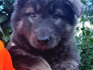 German Shepherd dogs LAST BOY German Shepherd Puppies for sale - Advert 2