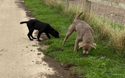 Labrador Retriever dogs for sale: ⭐️Fabulous Black Boy⭐️ - Image 6