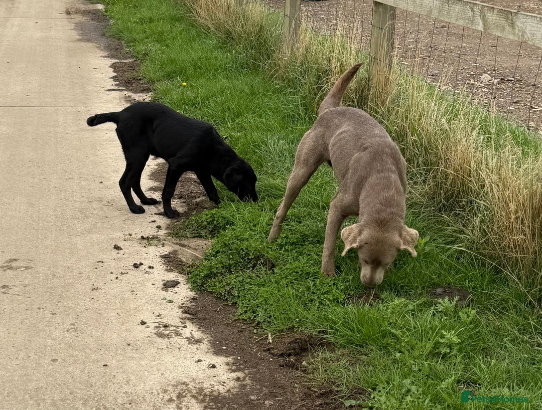 Labrador Retriever dogs for sale: ⭐️Fabulous Black Boy⭐️ - Image 6