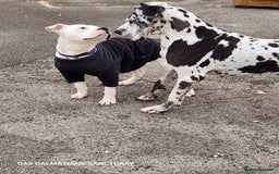 American Bulldog dogs for adoption: American Bulldog Needing Furever Home - Image 6