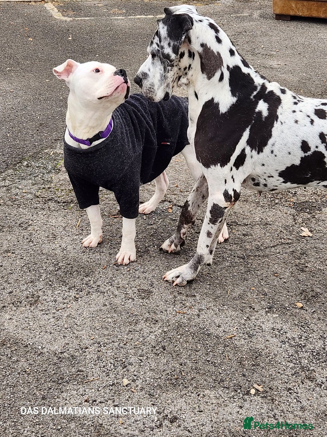 American Bulldog dogs for adoption: American Bulldog Needing Furever Home - Image 6