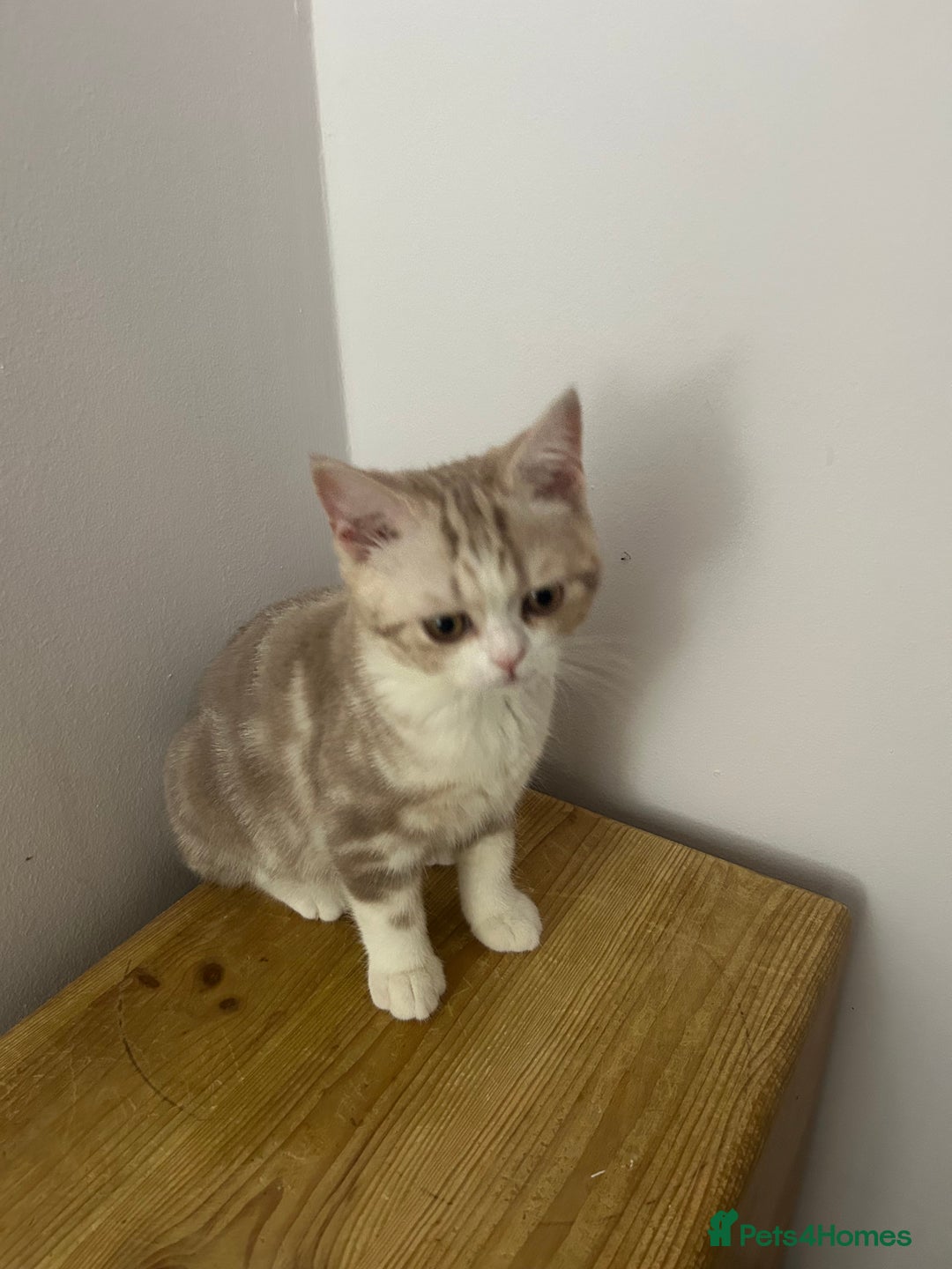 Scottish Fold cats for sale: Beautiful Scottish fold baby’s  in Reading - Image 28