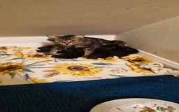 Mixed Breed cats for sale: Kittens ready for new homes - Image 1