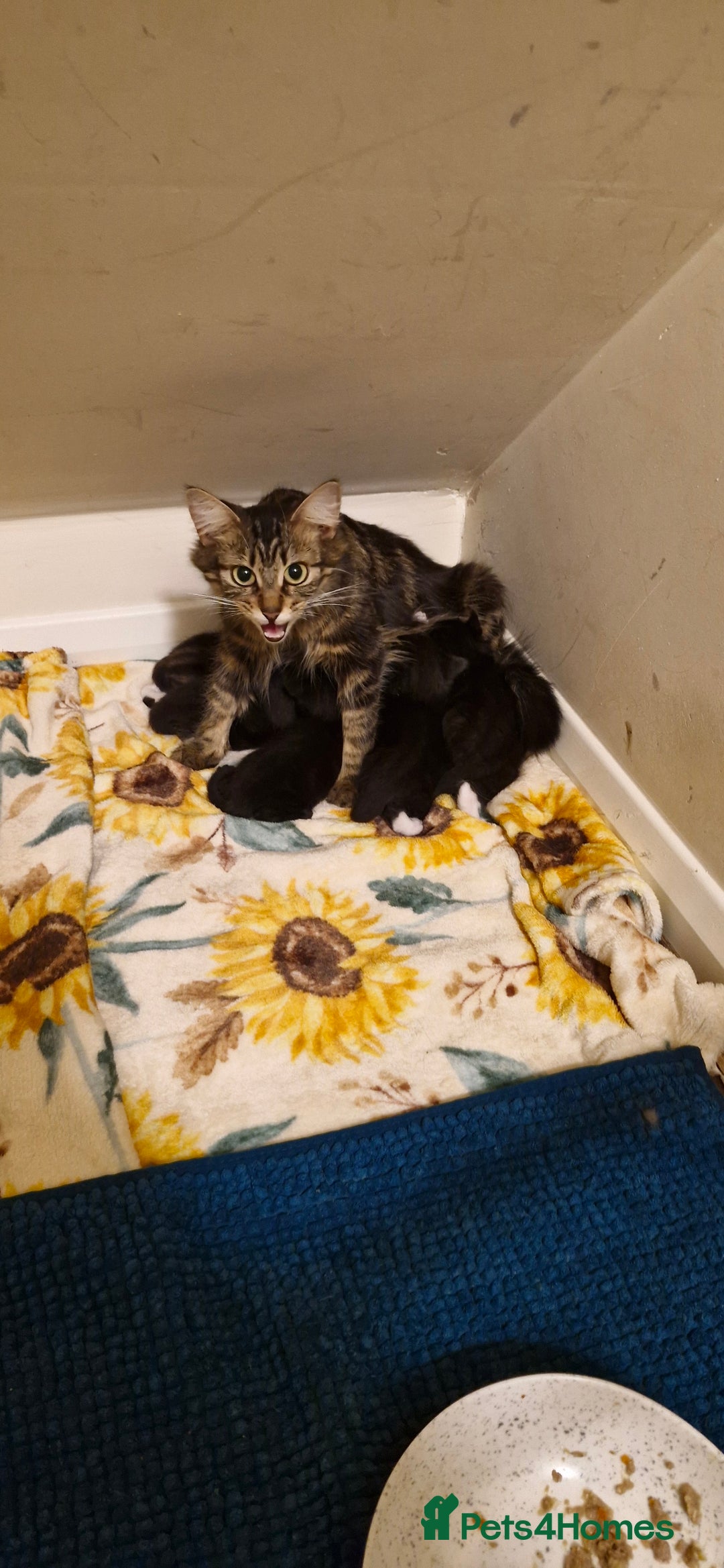 Mixed Breed cats for sale: Kittens ready for new homes - Image 1