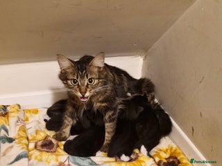 Mixed Breed cats - Advert 5