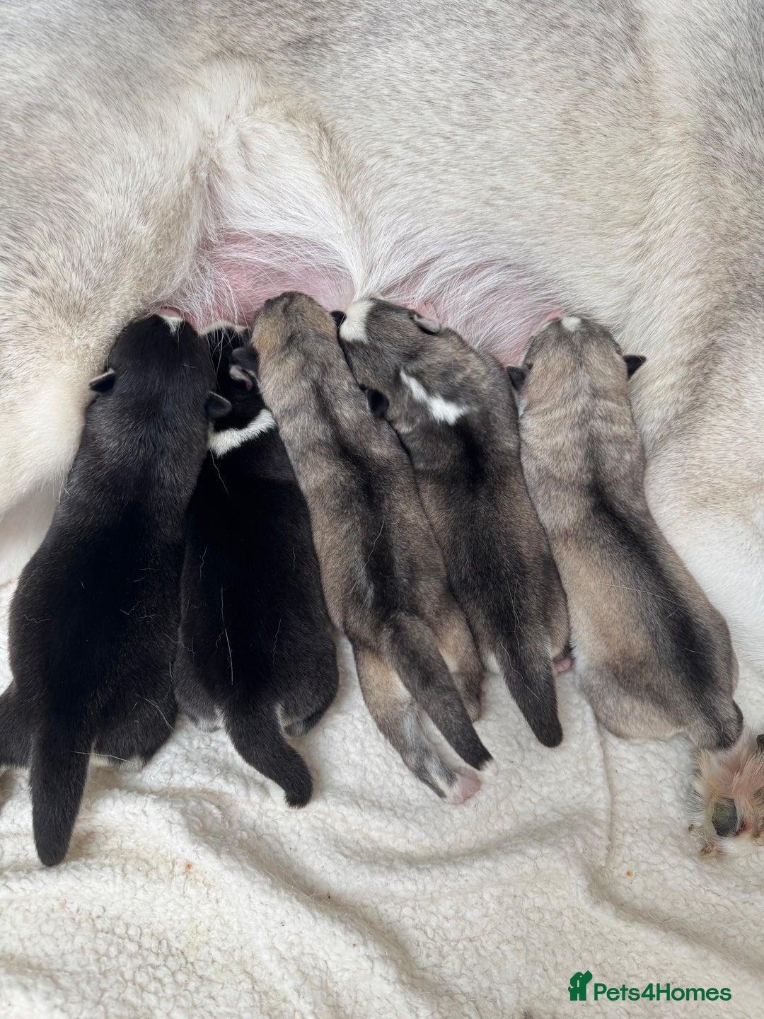 Siberian Husky dogs for sale: KC REGISTERED SIBERIAN HUSKYS MOM/DAD CAN BE SEEN - Advert 11