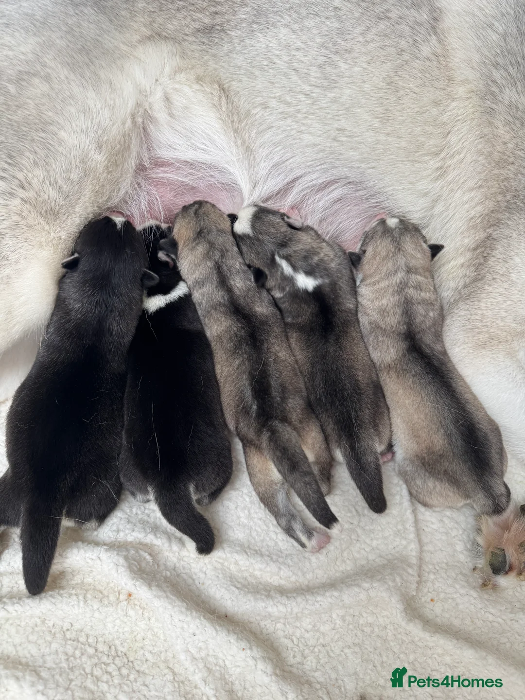 Siberian Husky dogs for sale: 1 KC REG SIBERIAN PUP LEFT (BOY)READY NOW - Advert 8