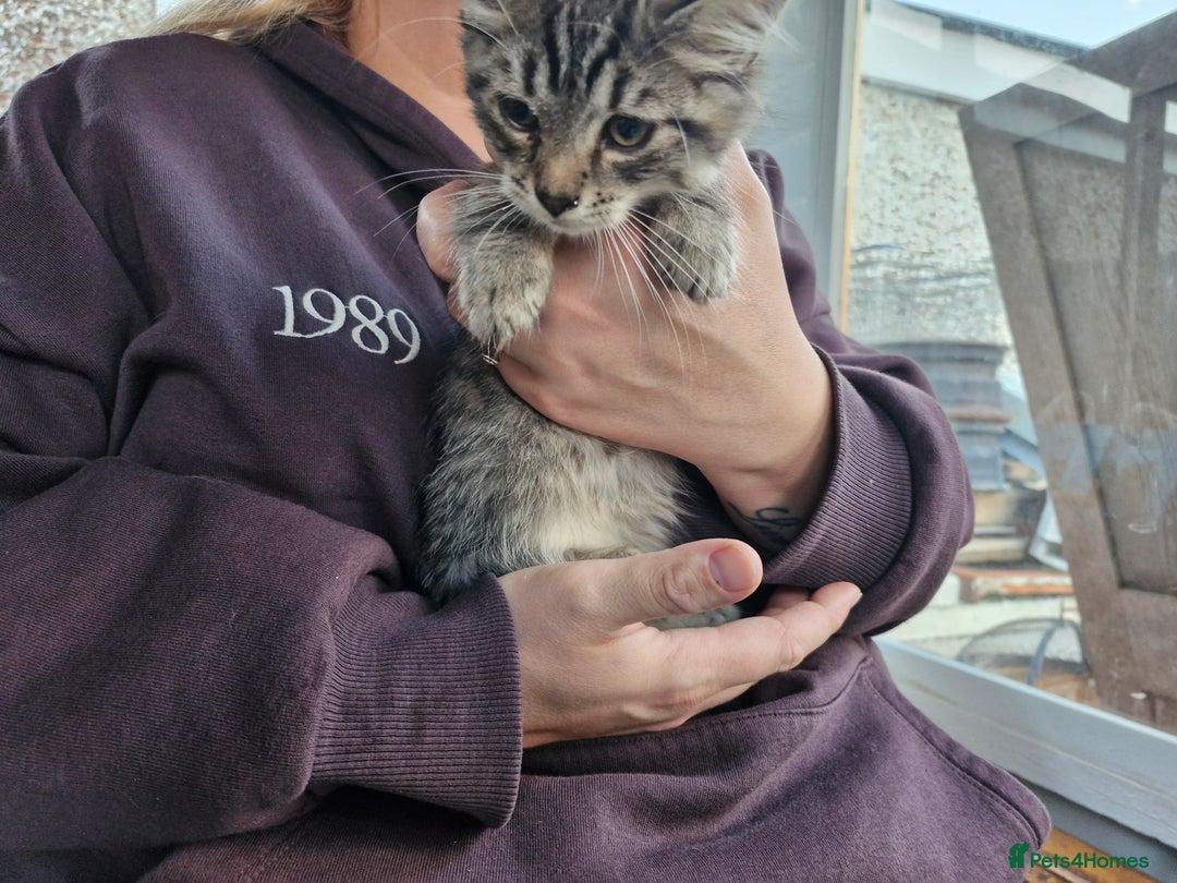 Mixed Breed cats for sale: Mixed Breed Kittens  - Image 10