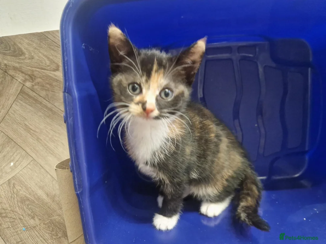 Domestic Shorthair cats for sale: Calico Kittens in Halifax - Advert 2