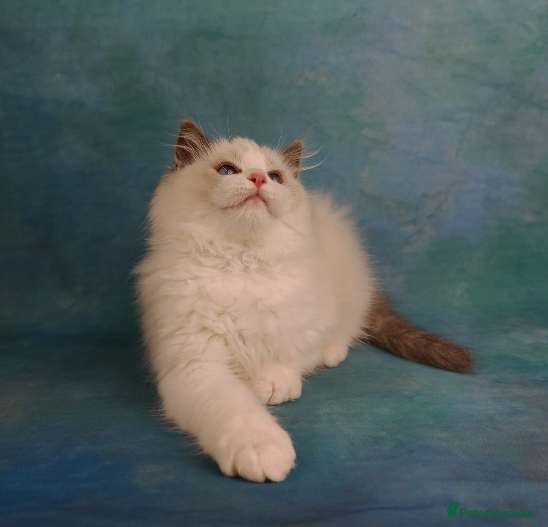 Ragdoll cats for sale: ❤️BEST KITTENS RAGDOLL❤️ CHAMPION REGIONAL WINNER  - Advert 30